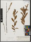 Foto von Salix triandra subsp. triandra L.